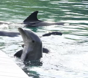 Will Dolphin Shows Be Banned?